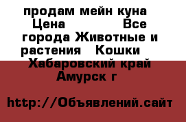 продам мейн куна › Цена ­ 15 000 - Все города Животные и растения » Кошки   . Хабаровский край,Амурск г.